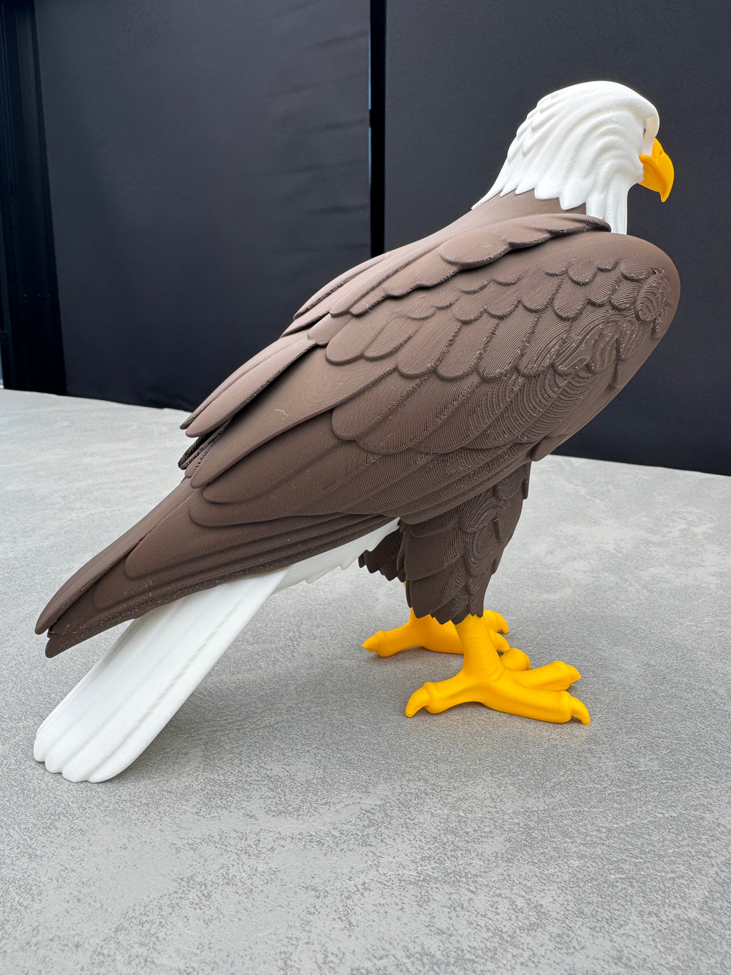 American Bald Eagle