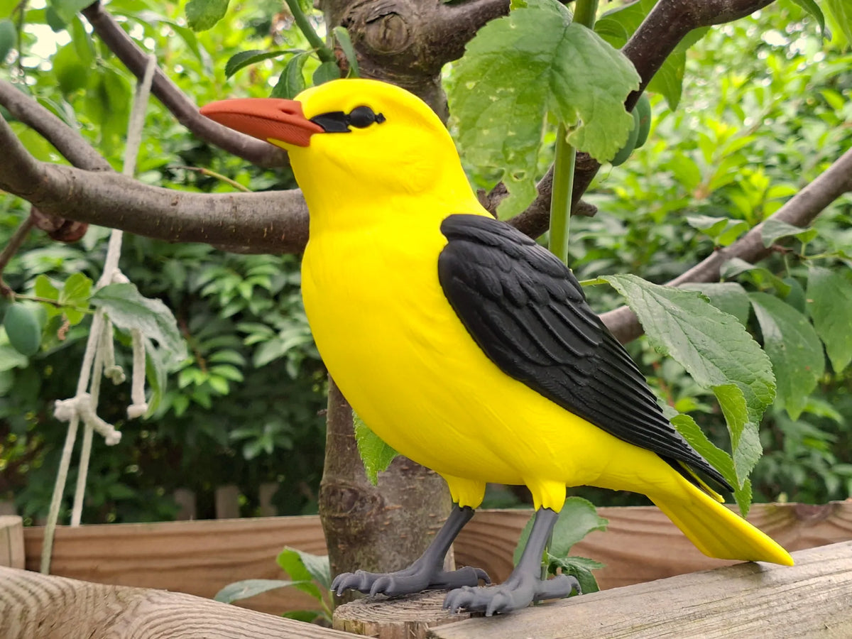 Eurasian Golden Oriole