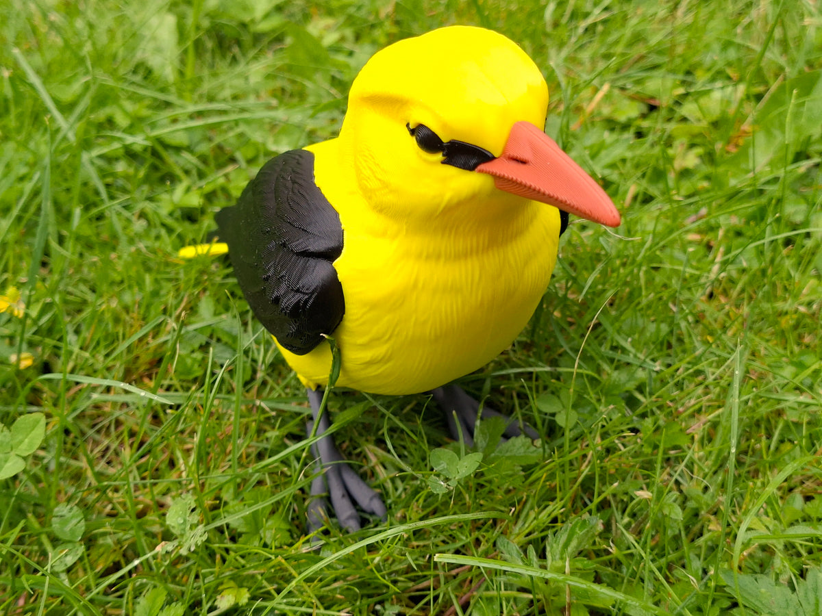 Eurasian Golden Oriole