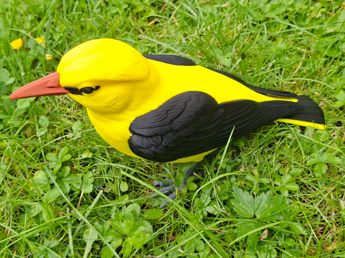 Eurasian Golden Oriole