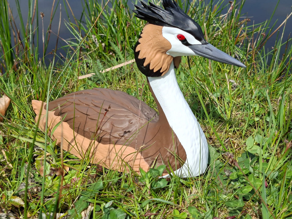 great Crested grebe - Life Sized
