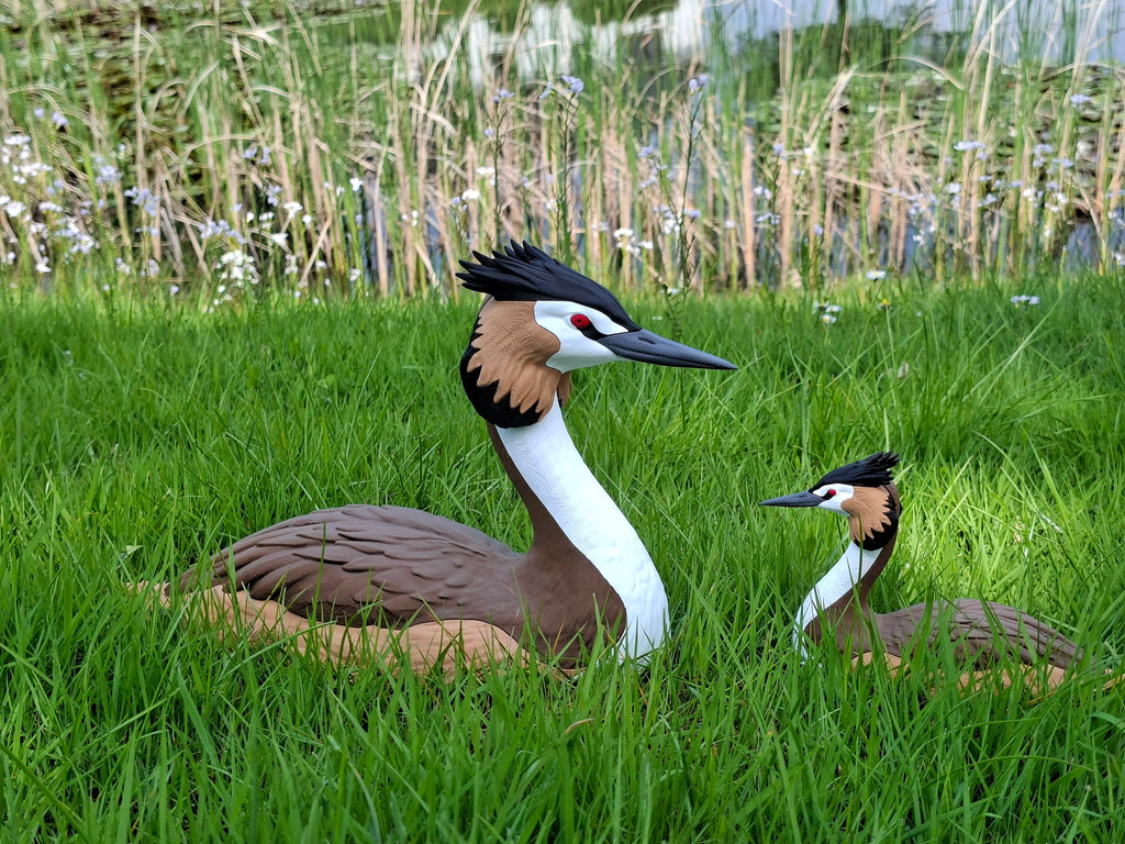 great Crested grebe - Life Sized