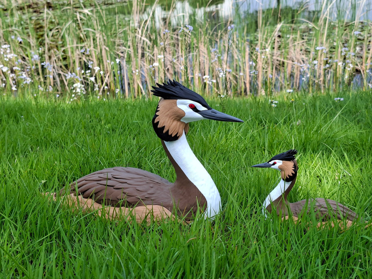 great Crested grebe - Life Sized