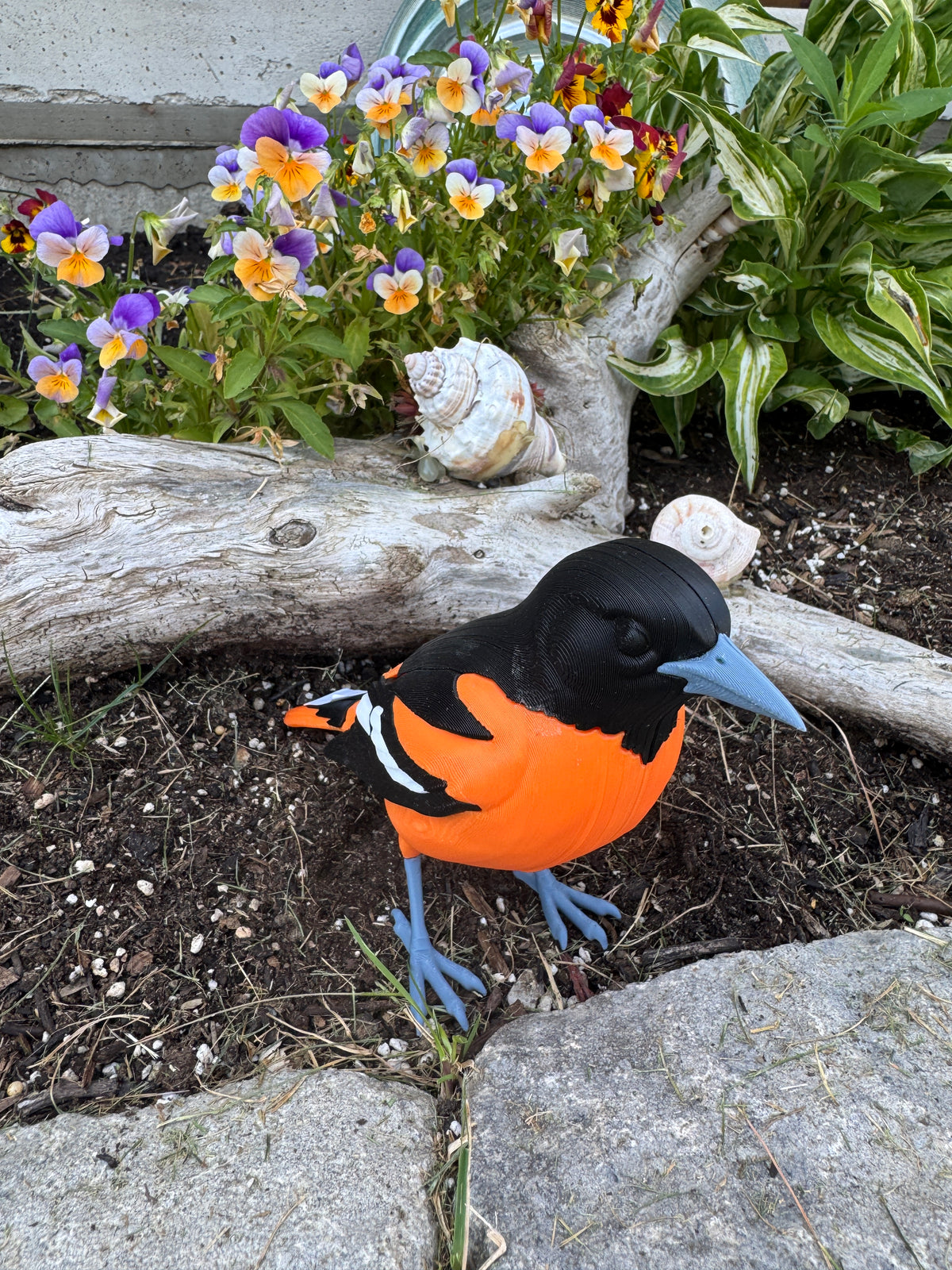 Baltimore Oriole