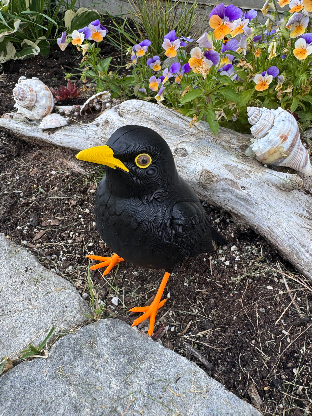 Eurasian Blackbird