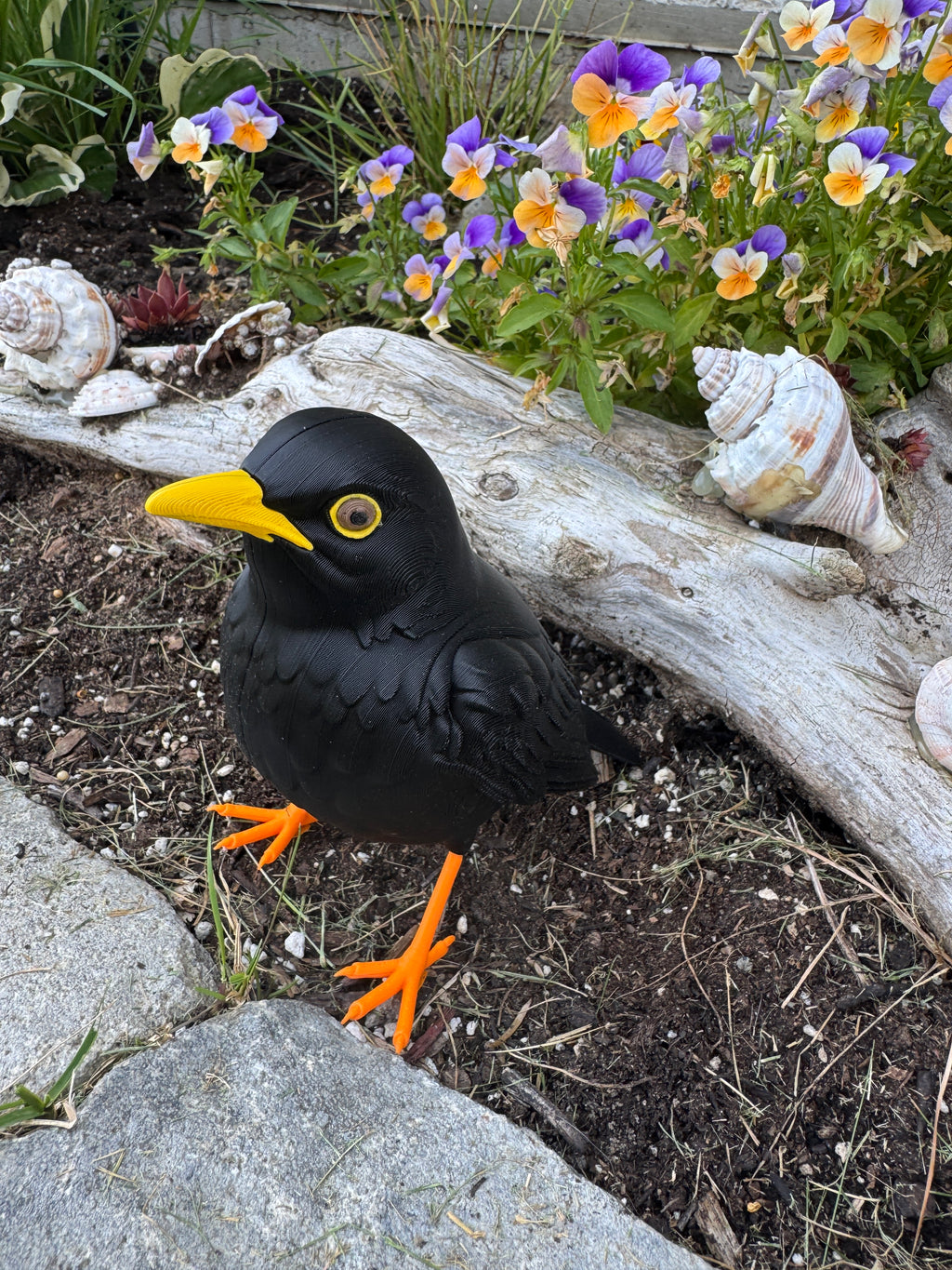 Eurasian Blackbird