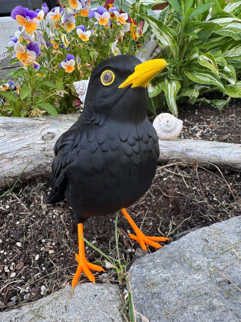 Eurasian Blackbird