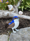 Western House Martin
