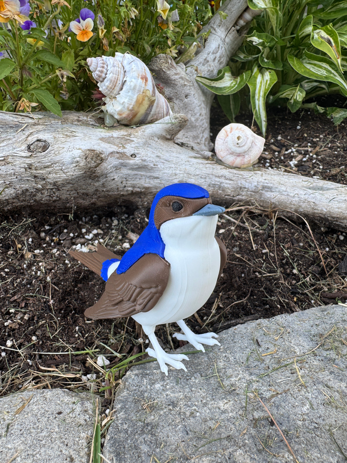 Western House Martin