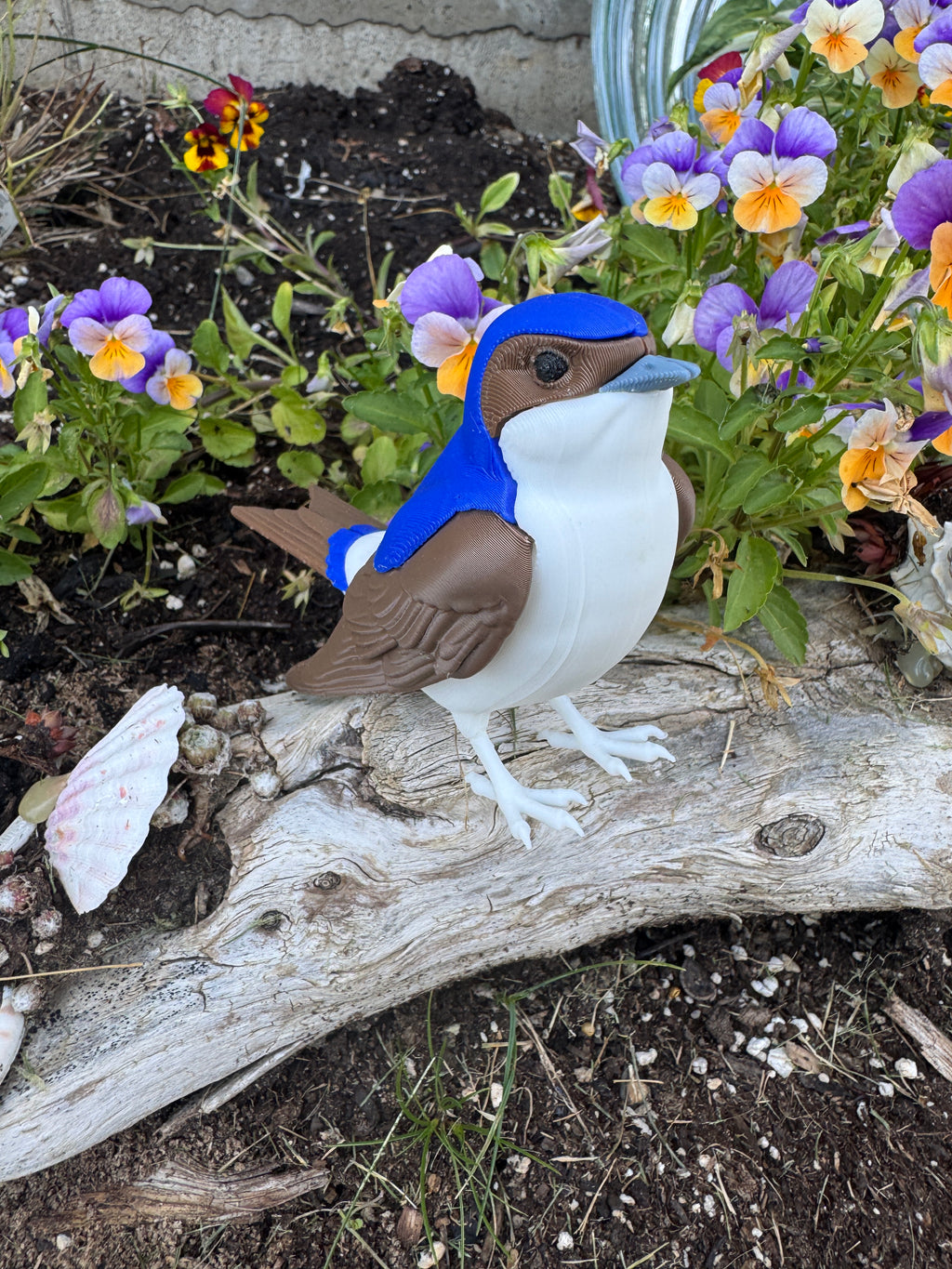 Western House Martin